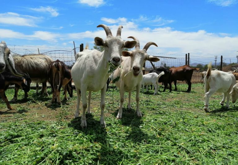 UDLA-se-adjudica-proyecto-de-investigación-de-la-Agencia-Chilena-para-la-Inocuidad-y-Calidad-Alimentaria-